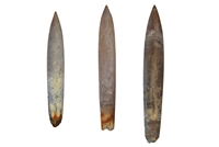 Neohibolites minimus